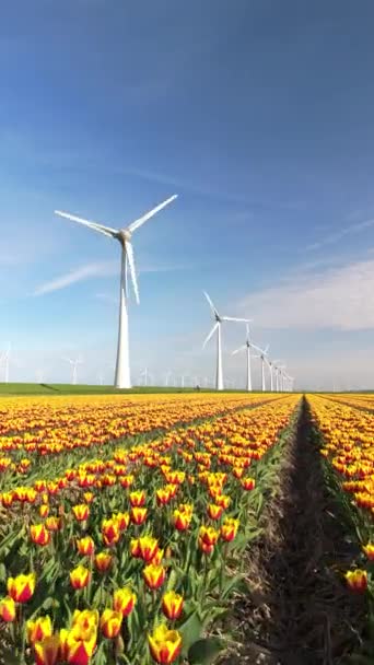 Wiosenny Park Wiatraków Kwiatami Tulipanów Widok Lotu Ptaka Turbin Wiatrowych — Wideo stockowe