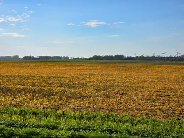 Glyphosate Farmland Netherlands Effect Glyphosate Herbicide Sprayed Grass Weeds Prepare — Stock Photo, Image