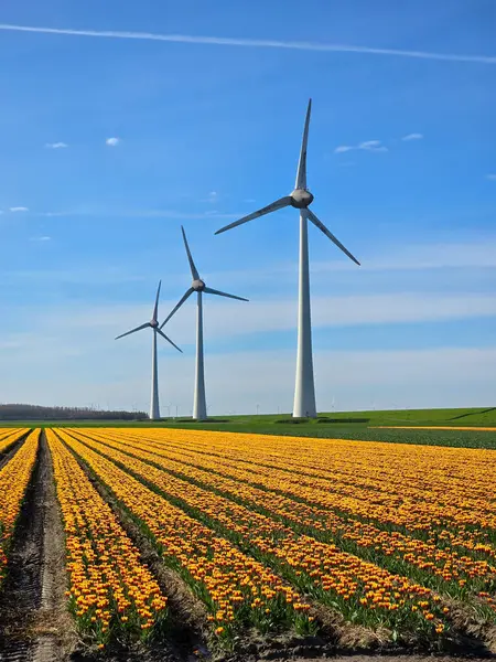 春天花圃中的风车公园 可以看到荷兰堤坝上的风车涡轮机发电产生的绿色能源 荷兰的风车在海上与世隔绝 郁金香地 — 图库照片