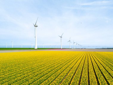 Baharda lale çiçekleri olan yel değirmeni parkı, Hollanda 'da yel değirmeni türbinleri. Noordoostpolder Flevoland 'daki yel değirmeni türbinleri, çiçek tarlasında bir sıra lale.