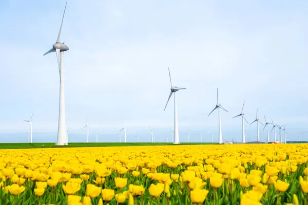 Вітряний Парк Квітами Тюльпанів Навесні Вітряні Турбіни Нідерландах Європи Вітряні — стокове фото