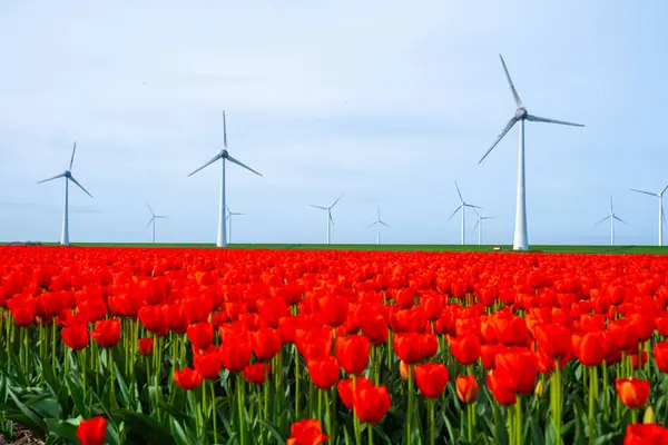 Windmill Park Red Tulip Flowers Spring — Stock Photo, Image