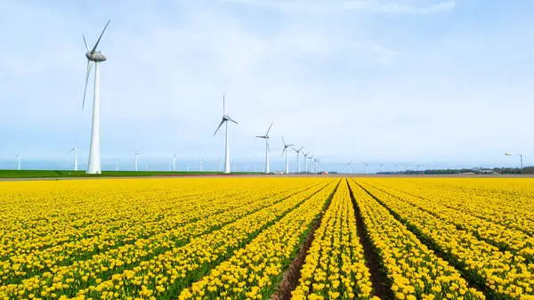 オランダのヨーロッパの風車タービン スプリンでチューリップの花を持つ風車公園 ノルドポルダー フルボランドの風車タービン ストックフォト