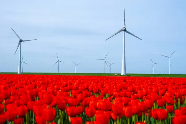 Windmill Park Tulip Flowers Spring Windmill Turbines Netherlands Europe Windmill Stock Photo
