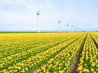 Baharda lale çiçekleri olan yel değirmeni parkı, Hollanda 'da yel değirmeni türbinleri. Noordoostpolder Flevoland 'daki yel değirmeni türbinleri, sıfır atık karbon nötr yeşil enerji