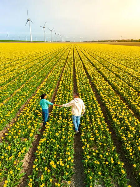 上から見た黄色いチューリップの花畑の男性と女性 オランダのドローン 春の間にオランダのチューリップ畑 春の花畑の多様なカップル ロイヤリティフリーのストック画像