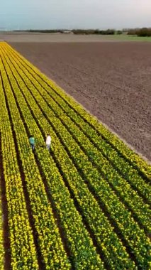Çiçek tarlalarında erkek ve kadınlar Hollanda 'da bir drone, İlkbaharda Hollanda' da lale tarlaları, ilkbaharda ise sarı lale çiçeği tarlasında çeşitli çiftler görüldü.