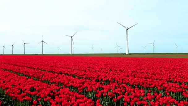 春に赤いチューリップの花を持つ風車公園 オランダのヨーロッパの風車タービン ノルドポルダー フルボランドの風車タービン — ストック動画