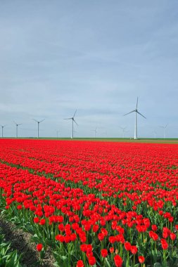 Baharda kırmızı lale çiçekleri olan yel değirmeni parkı, Hollanda Avrupa 'da yel değirmeni türbinleri