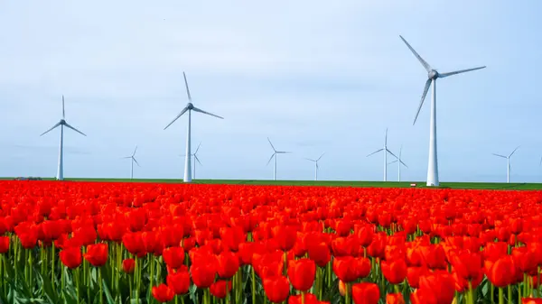 スプリングタイムに赤いチューリップの花を持つ風車公園 オランダのヨーロッパの風車タービン 春のノルドポルダフローランドの風車タービン ストック写真