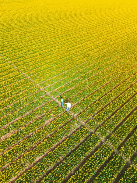 Men Women Flower Fields Seen Drone Netherlands Tulip Fields Netherlands Royalty Free Stock Images