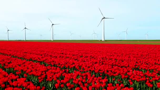 Väderkvarn Park Med Tulpanblommor Våren Väderkvarn Turbiner Nederländerna Europa Vindturbiner — Stockvideo