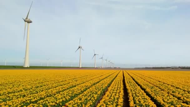 Väderkvarn Park Med Gula Tulpan Blommor Våren Väderkvarn Turbiner Nederländerna — Stockvideo