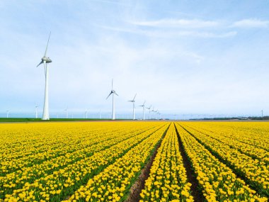 Sprin 'de lale çiçekleri olan yel değirmeni parkı, Hollanda' da yel değirmeni türbinleri. Noordoostpolder Flevoland 'da yel değirmeni türbinleri