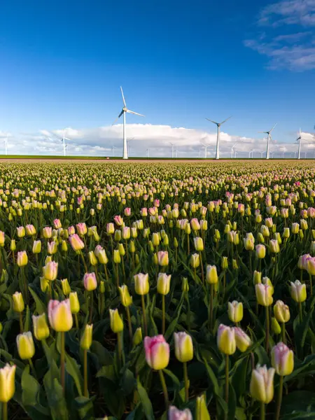 在荷兰的一个阳光明媚的春日 五彩缤纷的鲜花繁茂的田野在风中优雅地摇曳 标志性的风车高高地矗立在背景上 春季风车涡轮机 — 图库照片