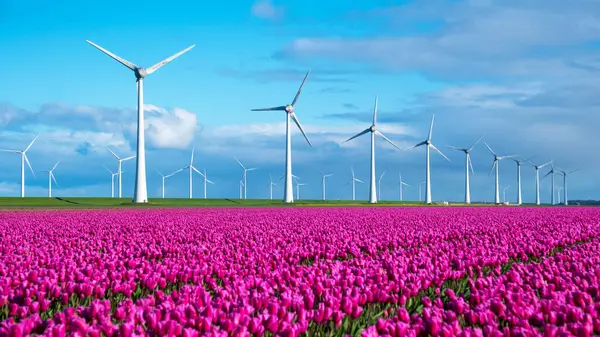 Vibrant Field Tulips Dances Wind Windmills Standing Tall Background Clear — Stock Photo, Image