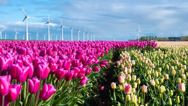 ピンクのチューリップの活気に満ちたフィールドは 風車タービンがバックグラウンドで回転し オランダの春の本質を捉えます ロイヤリティフリーのストック写真