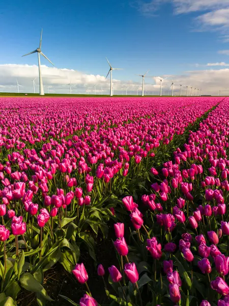 ピンクのチューリップの活気に満ちたフィールドは風の中で穏やかに泳ぎ 象徴的なオランダの風車タービンはノルドーストポルダーオランダの背景に背が高く立っています ロイヤリティフリーのストック写真