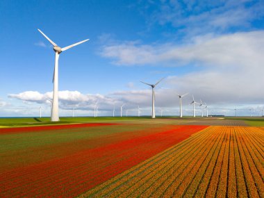 Bahar çiçekleri ve mavi gökyüzü olan yel değirmeni parkı, Hollanda 'daki yel değirmeni parkından rüzgar türbini ve lale çiçekleri, yeşil enerji, enerji geçişi