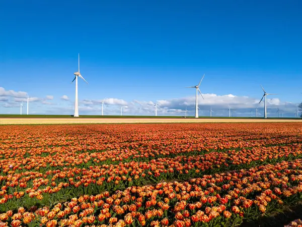 活気に満ちたチューリップの魅惑的なフィールドは 雄大な風車の前に広がり そのブレードは オランダノルドポルダーの春風の風車タービンで優雅に回転します ストックフォト