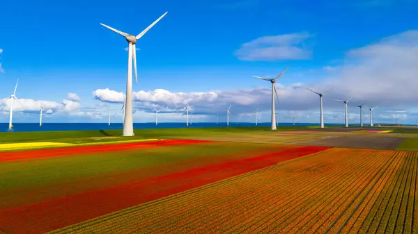 春の花と青い空 オランダのウインドミル公園の無人飛行機の風車パーク 風力タービンとチューリップフラワーフィールド オランダ グリーンエネルギー エネルギー転換 ストック写真