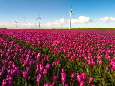 Bahar çiçekleri ve mavi gökyüzü olan yel değirmeni parkı, Hollanda 'da yel değirmeni parkı rüzgar türbini ve lale çiçeği tarlası Flevoland Hollanda, yeşil enerji, enerji geçişi