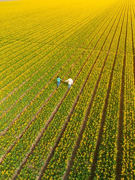 Men Women Flower Fields Seen Drone Netherlands Tulip Fields Netherlands Stock Picture