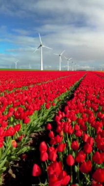 Baharda Hollanda 'daki yel değirmeni parkında çiçek açan kırmızı lale çiçekleri, yel değirmeni türbinlerinin insansız hava görüntüsü yeşil enerji üretiyor.