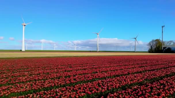 Wiosną Park Wiatraków Holandii Kwitnącymi Czerwonymi Żółtymi Kwiatami Tulipanów Dronem — Wideo stockowe