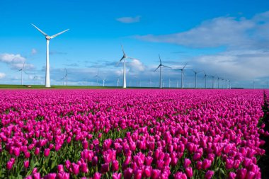 A picturesque scene unfolds with a vast field brimming with vibrant purple tulips, while windmill turbines stand tall in the background against the clear blue sky in the Noordoostpolder Netherlands clipart