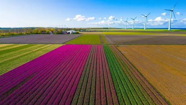 春の花と青空 オランダの風力タービンとチューリップフラワーフィールドフルボランド オランダ グリーンエネルギー エネルギーの移行を望む風車公園 ストック画像
