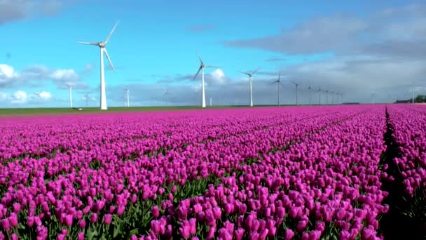 Wiosną Park Wiatraków Holandii Kwitnącymi Kwiatami Tulipanów Lotu Ptaka Drona — Wideo stockowe