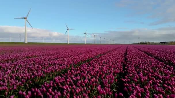 Wiosenny Park Wiatraków Holandii Kwitnącymi Kwiatami Tulipanów Widok Lotu Ptaka — Wideo stockowe