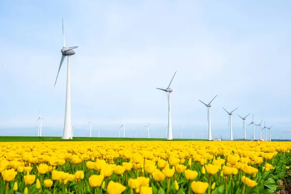 Tuulimylly Puisto Tulppaani Kukkia Keväällä Tuulimylly Turbiinit Alankomaissa Euroopassa Tuulimyllyturbiinit kuvapankin valokuva