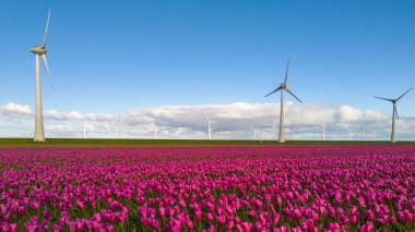 Rüzgarda sallanan mor lale çiçekleriyle dolu canlı bir tarla görkemli yel değirmeni türbinlerinin yanında doğa ve teknolojinin pitoresk bir manzarası yaratıyor, Noordoostpolder Hollanda