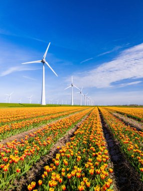 Hollanda Flevoland 'da bahar mevsiminde, rüzgârda canlı bir lale tarlası ve arka planda yükselen yel değirmenleri dans eder. Yel değirmeni türbinleri, çevre dostu, Dünya Günü