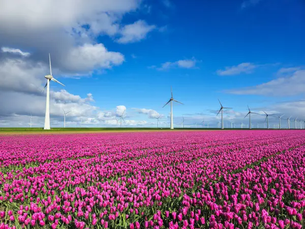 Serene Field Vibrant Purple Flowers Dances Breeze Elegant Windmill Turbines — Stock Photo, Image