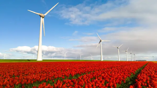 Живое Поле Красных Тюльпанов Танцует Ветру Ветряными Мельницами Генерирующими Зеленую Стоковое Изображение
