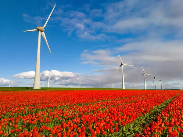 Windmill Park Spring Flowers Blue Sky Windmill Park Netherlands Royalty Free Stock Images