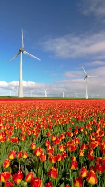 Windmill Park Netherlands Spring Blooming Tulip Flowers Drone Aerial View — Vídeos de Stock