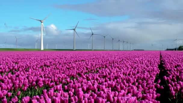 Wiosną Park Wiatraków Holandii Kwitnącymi Różowymi Kwiatami Tulipanów Dronem Lotu — Wideo stockowe