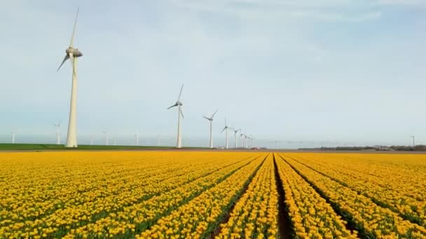 Windmill Park Yellow Tulip Flowers Spring Windmill Turbines Netherlands Springtime — ストック動画