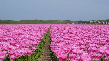 Hollanda, Texel 'de bitmeyen bir tarlaya uzanan canlı pembe lalelerin nefes kesen manzarası doğanın büyüleyici bir görüntüsünü yaratıyor..