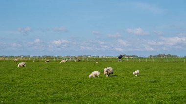 Hollanda, Texel 'de yemyeşil bir tarlada bir grup koyun huzur içinde otlarken ahenkli bir manzara ortaya çıkıyor..