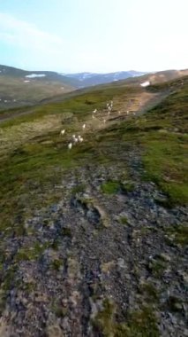 Norveç 'in Kuzey Burnu' ndaki ren geyikleri yeşil tepelerde huzur içinde otlar. Arka planda karla kaplı dağlar, sakin bir manzara oluşturur.