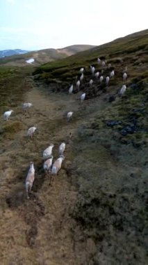 Engebeli dağlık arazide gezinen ren geyiği sürüsünün hava görüntüsü doğal sürücülük davranışları sergiliyor. Kuzey Burnu Norveç 'te ren geyiği