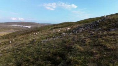 Kuzey Burnu Norveç ve Nordkapp 'ta mavi gökyüzü altında yuvarlanan ren geyiği sürüsünün sakin bir görüntüsü.