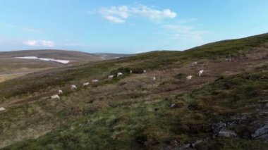 Ren geyiklerinin açık mavi bir gökyüzünün altında yemyeşil tepelerde otladığı sakin bir dağ manzarası çarpıcı detaylarla çekildi. Kuzey Burnu Kuzey Kutup Dairesi Norveç
