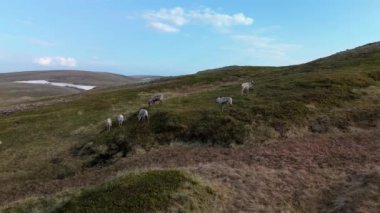 Ren geyikleri yemyeşil manzarası ve açık mavi gökyüzü ile huzurlu bir şekilde kırsal bölgede otluyor. Kuzey Burnu Norveç Nordkapp