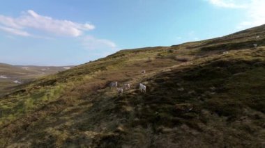 Ren geyikleri yemyeşil yuvarlanan tepelerde, parlak bir yaz gökyüzünün altında otluyor. Doğa, vahşi yaşam ve sakin manzaralar. Kuzey Norveç veya Nordkapp Burnu